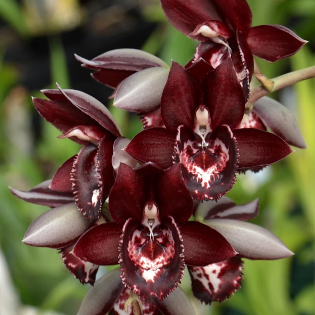 EverSpring Orchids Main Catalog